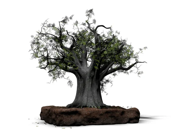 Little bonsai isolated on white background — Stock Photo, Image