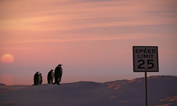 Penguins — Stock Photo, Image