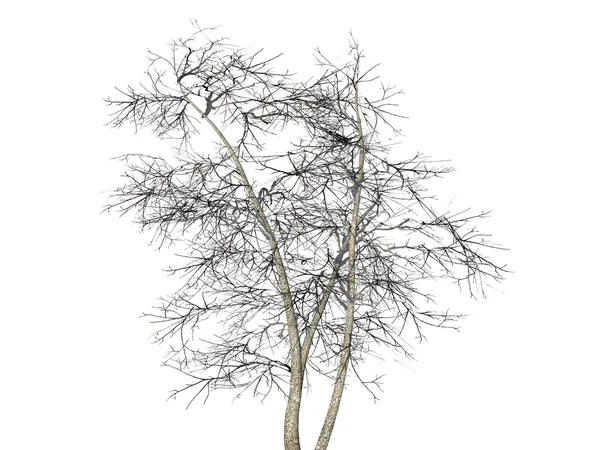 白地に孤立した裸の木 — ストック写真
