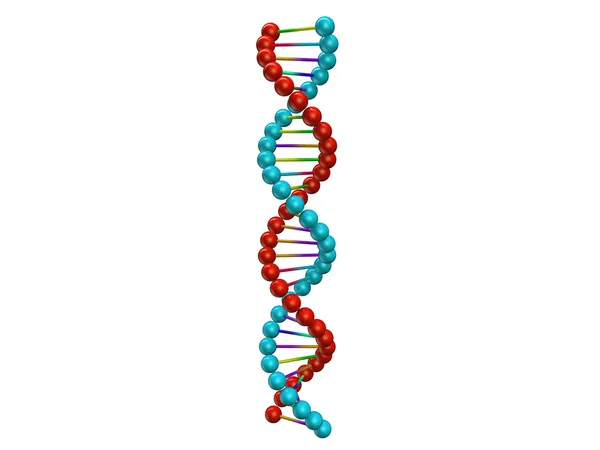 Estrutura de DNA isolada em fundo branco — Fotografia de Stock