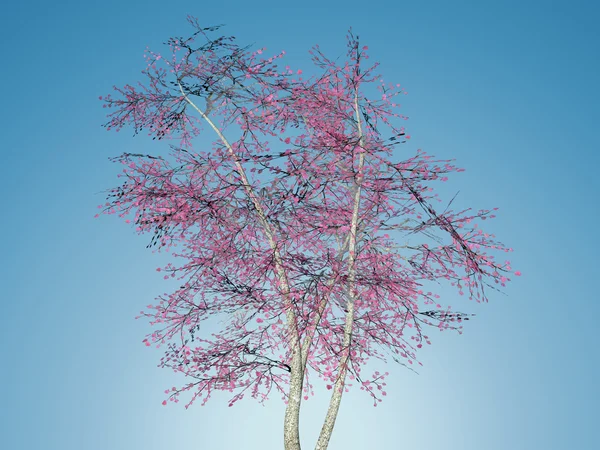 Japonský strom izolovaných na bílém pozadí — Stock fotografie
