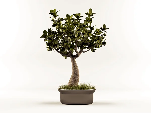 Ładny bonsai na białym tle — Zdjęcie stockowe