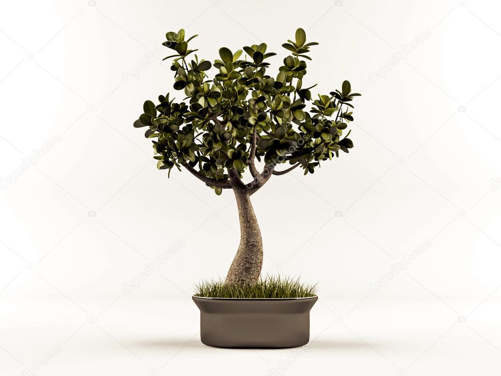Cute bonsai isolated on white background