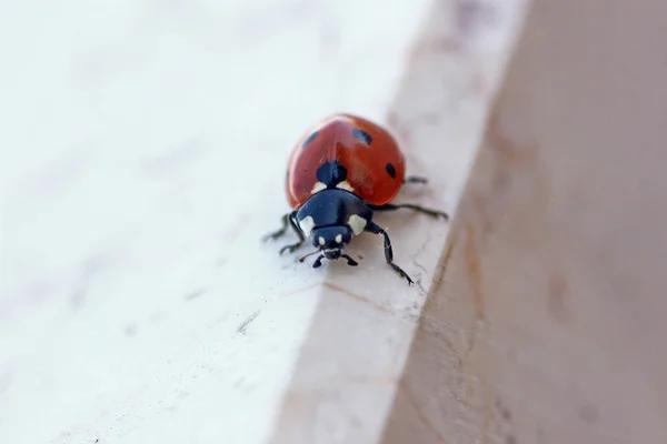 Ladybird — Stok Foto