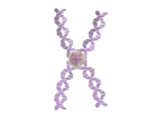 Хромосома — стоковое фото