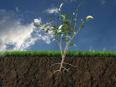 Plant in soil section clipart