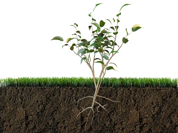 Planta em secção de solo — Fotografia de Stock