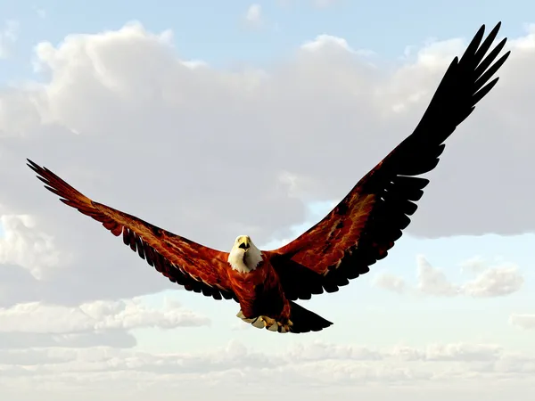 Американський орел — стокове фото