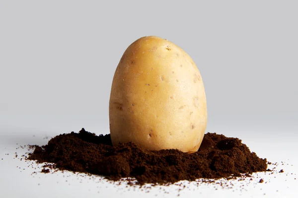 stock image Potatoes on a white background