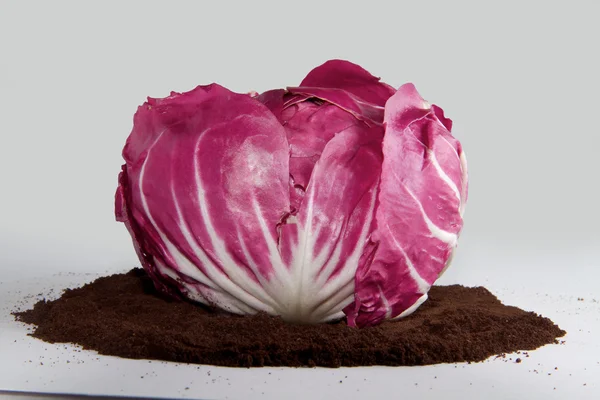 Красный салат радиккио на белом фоне — стоковое фото