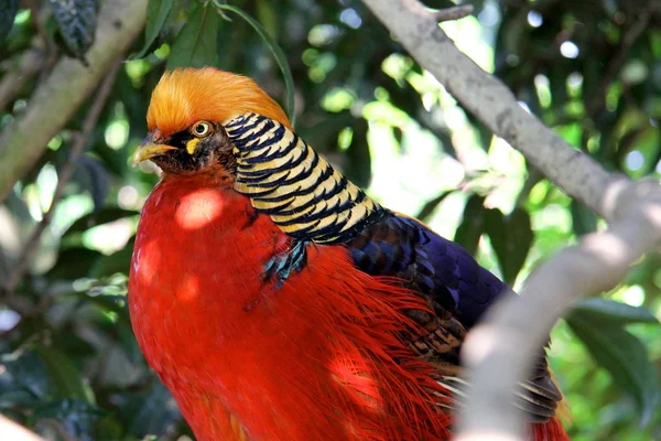 stock image The Golden Pheasant or Chinese Pheasant, Chrysolophus pictus