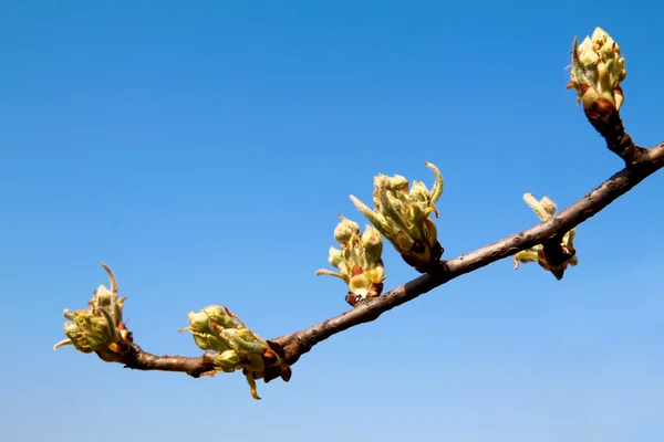 stock image The buds of apple