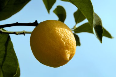 limon sarısı