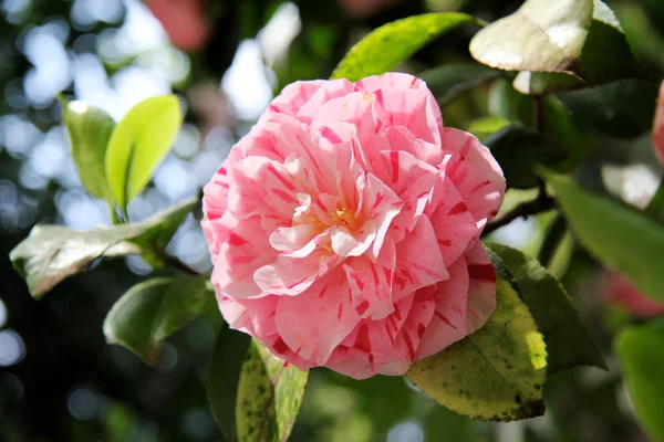 stock image Featured pink camellia