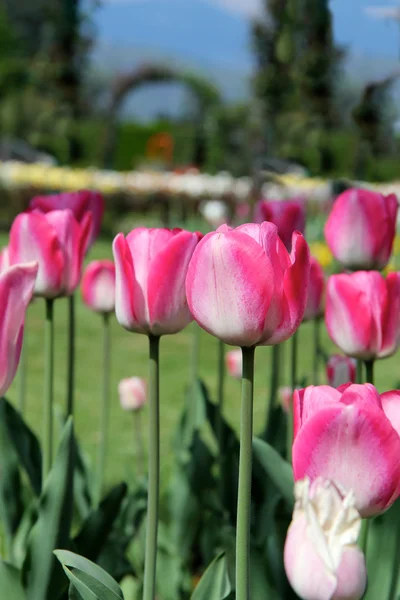 MAny tulipas Fotografias De Stock Royalty-Free
