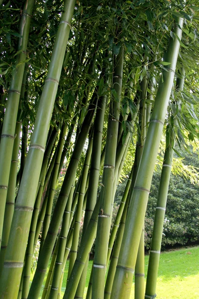 Bambusgarten lizenzfreie Stockbilder