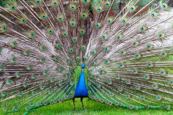 The beauty of a peacock — Stock Photo, Image