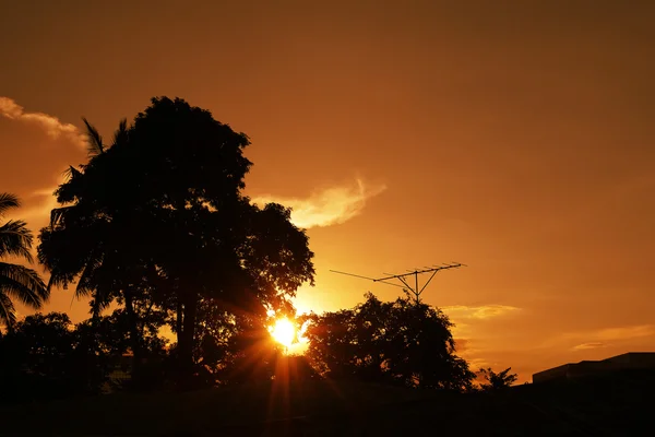 Solnedgång bakom träd — Stockfoto