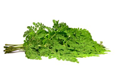 Moringa oleifera şubeleri