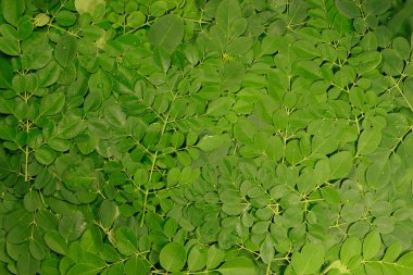 Moringa oleifera leaves clipart