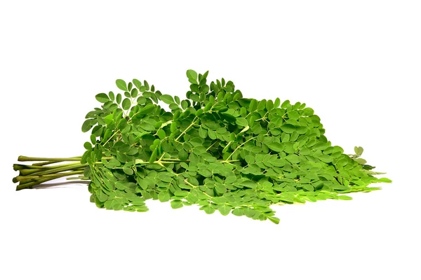 Moringa oleifera şubeleri