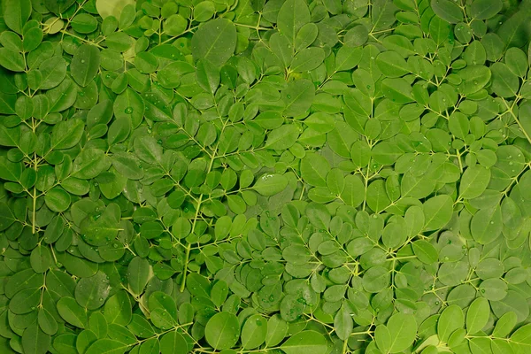 Stock image Moringa oleifera leaves