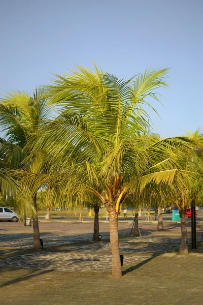 Kleine-kokosnoot-trees — Stockfoto