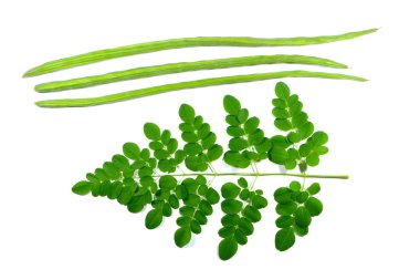 Moringa and drumstick clipart