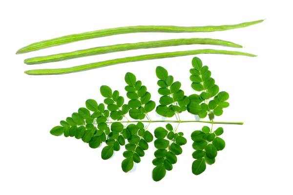 stock image Moringa and drumstick