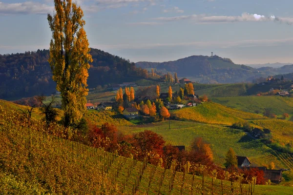 stock image Autumn in vineyards