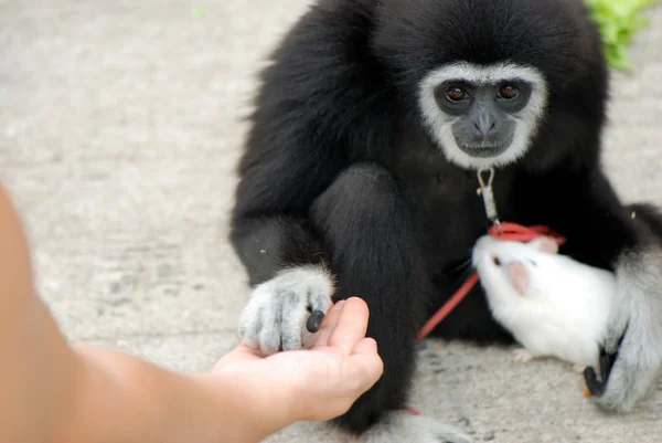 stock image Monkey trust