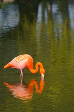 Flamingo ve yansıma