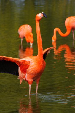 Flamingo kanat kanatlar