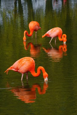 Three flamingos clipart