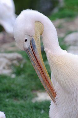 kendisi preening Pelikan