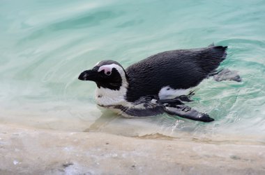 Penguin having a swim clipart
