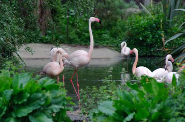 birkaç pembe flamingolar