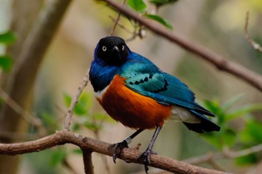 Süper starling ağacında