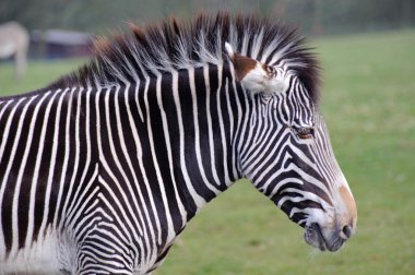 Zebra kafa