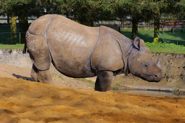 Asijských nosorožců na písku — Stock fotografie
