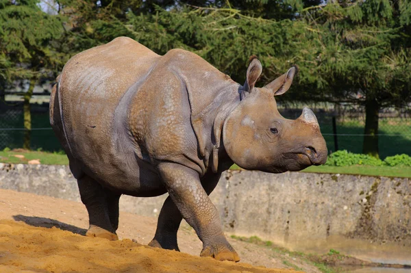 Rinoceronte asiático andando — Fotografia de Stock