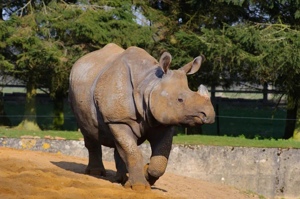 Rinoceronte asiático caminando rápido — Foto de Stock