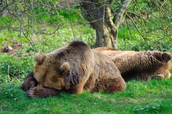 Medvědi spát — Stock fotografie
