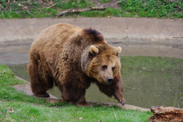 Medvěd šel — Stock fotografie