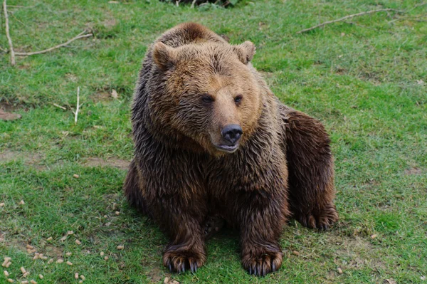 Urso marrom na grama — Fotografia de Stock