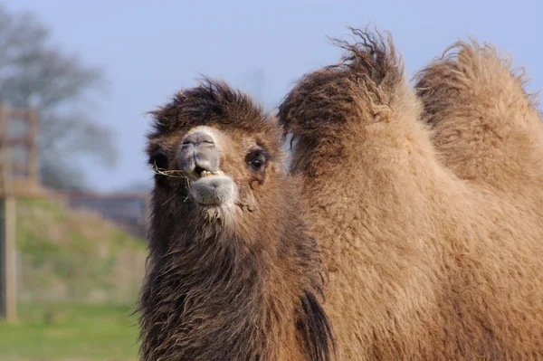 Tygging av kamel – stockfoto