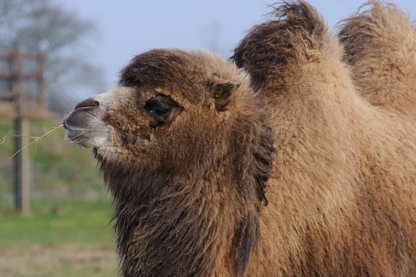 Tyggegress av kamel – stockfoto