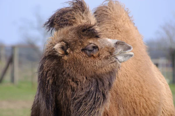Καμήλα στον ήλιο — Φωτογραφία Αρχείου