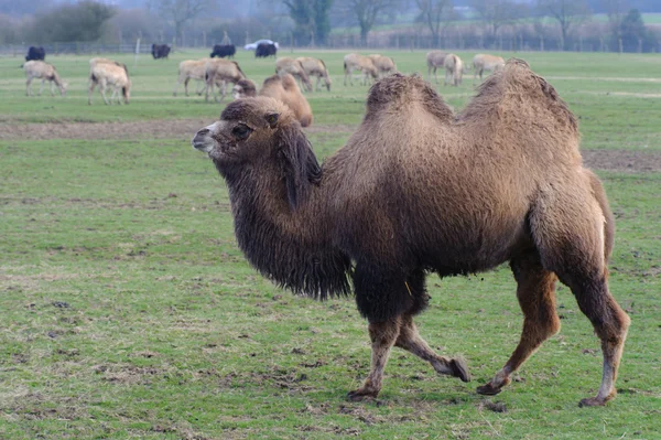 Camel berjalan di rumput — Stok Foto
