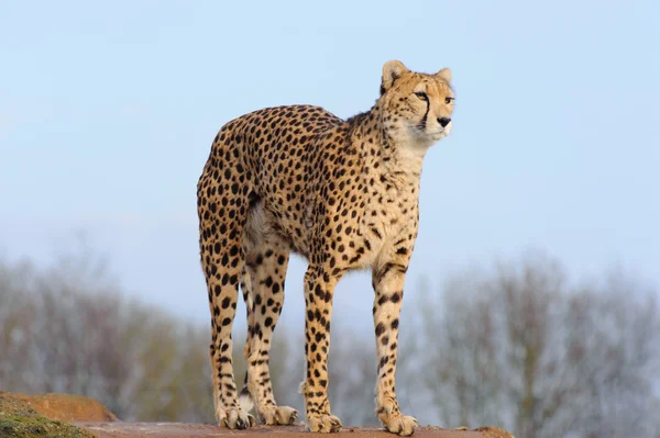 Cheetah arqueando para trás — Fotografia de Stock